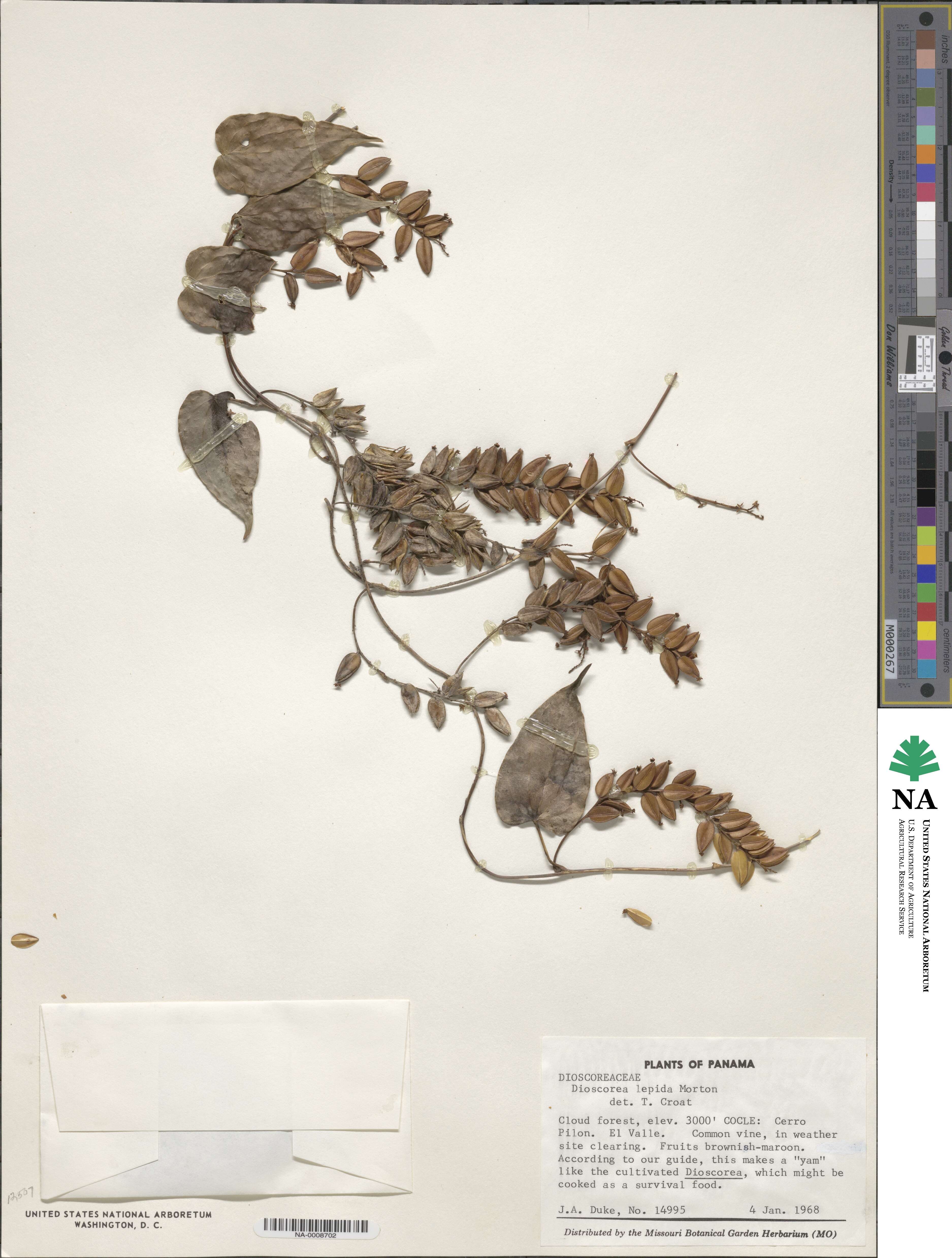 Dioscorea lepida image