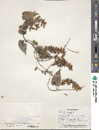 Dioscorea lepida image