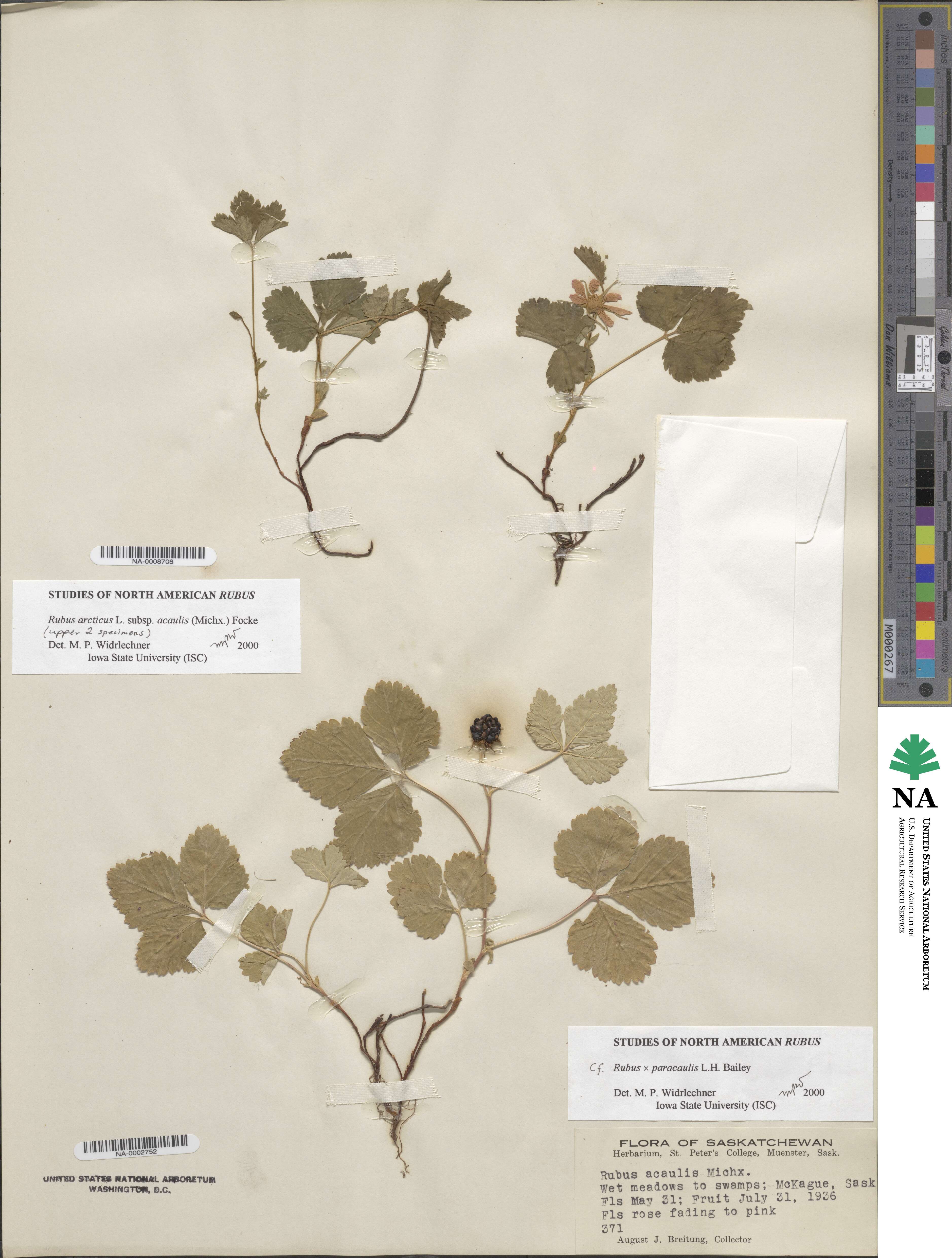 Rubus arcticus subsp. acaulis image