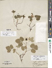 Rubus arcticus subsp. acaulis image