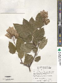 Acer tataricum image