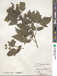 Acer tataricum subsp. ginnala image