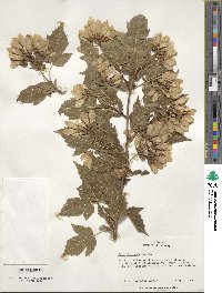 Acer tataricum image