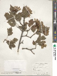 Acer tataricum image