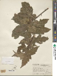 Acer tataricum image