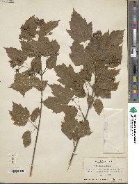 Acer tataricum subsp. ginnala image