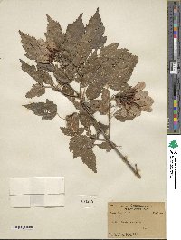 Acer tataricum subsp. ginnala image