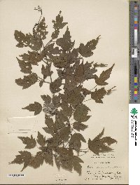 Acer tataricum subsp. ginnala image