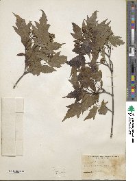 Acer tataricum image