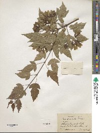 Acer tataricum subsp. ginnala image