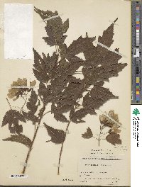 Acer tataricum subsp. ginnala image