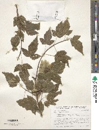 Acer tataricum subsp. ginnala image