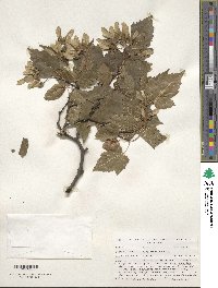 Acer tataricum subsp. ginnala image