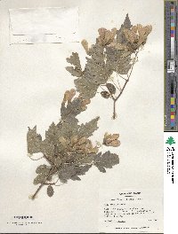 Acer tataricum subsp. ginnala image