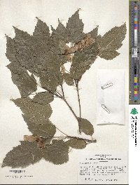 Acer tataricum image