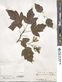 Acer tataricum subsp. ginnala image