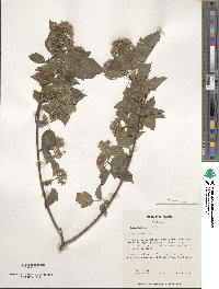 Acer tataricum subsp. ginnala image