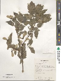 Acer tataricum subsp. ginnala image