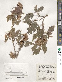 Acer tataricum subsp. ginnala image