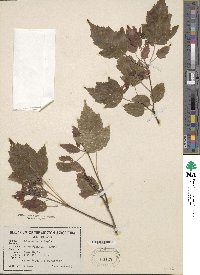 Acer tataricum subsp. ginnala image