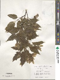 Acer tataricum subsp. ginnala image