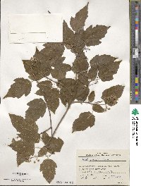 Acer tataricum subsp. ginnala image