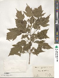 Acer tataricum image