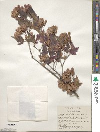 Acer tataricum subsp. ginnala image