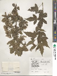 Acer tataricum subsp. ginnala image