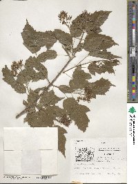 Acer tataricum image