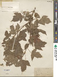 Acer tataricum subsp. ginnala image