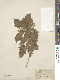 Acer tataricum subsp. ginnala image