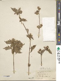 Acer tataricum subsp. ginnala image