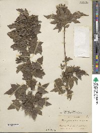 Acer tataricum subsp. ginnala image