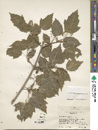Acer tataricum subsp. ginnala image