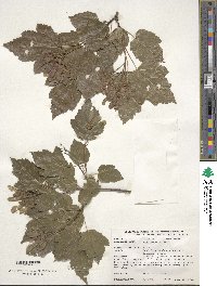 Acer tataricum image