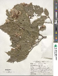 Acer tataricum subsp. ginnala image