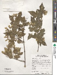 Acer tataricum image