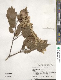 Acer tataricum image