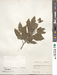 Acer tataricum subsp. ginnala image