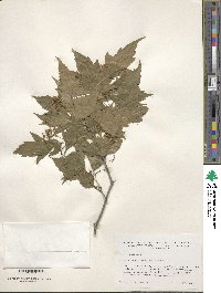 Acer tataricum image