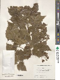 Acer tataricum subsp. ginnala image