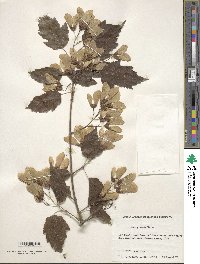 Acer tataricum subsp. ginnala image