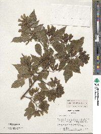 Acer tataricum subsp. ginnala image