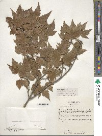 Acer tataricum subsp. ginnala image