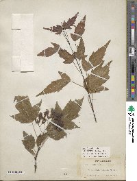 Acer tataricum image