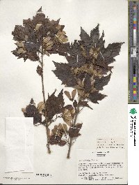 Acer tataricum subsp. ginnala image