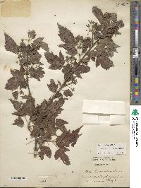 Acer tataricum subsp. ginnala image