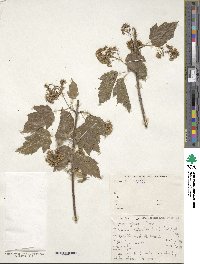 Acer tataricum subsp. ginnala image