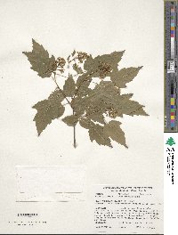 Acer tataricum subsp. ginnala image